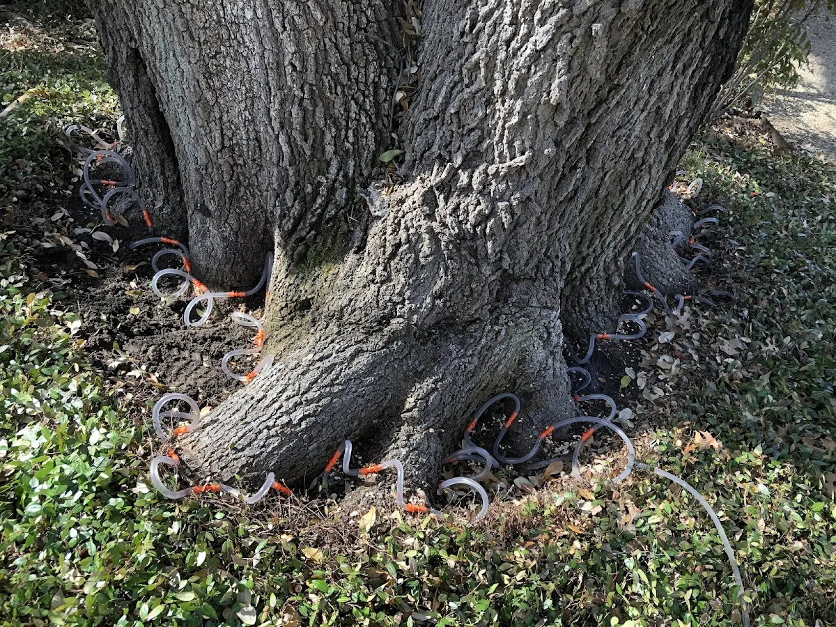 Detailed Tree Cabling and Bracing job site in Eden